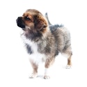 Tibetan Spaniel dog