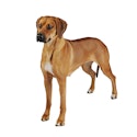 Rhodesian Ridgeback dog