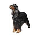 Gordon Setter dog