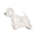 West Highland White Terrier dog