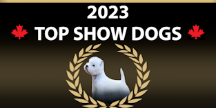 2023 top show dogs with the image of a west highland white terrier