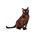 Burmese cat