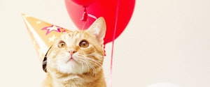 A cat wearing a birthday hat