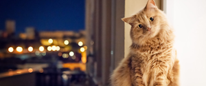 Orange cat sitting on window at night