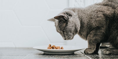 cat looking at a plate with kibble