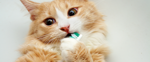 An orange cat playing with a toothbrush