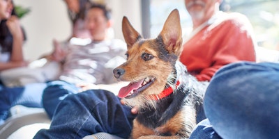 small black and tan dog sitting with several people