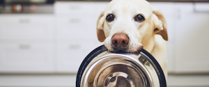 A senior dog folding its food bowl in its mouth