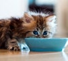 grey kitten feeding at blue bowl