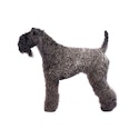 Kerry Blue Terrier dog