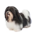 Havanese dog