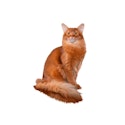 Somali cat