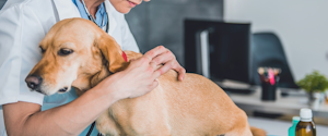 Veterinarian removing a tick from a dog