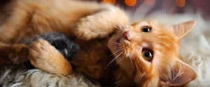 An orange kitten playing