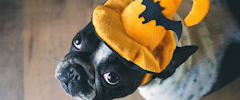 A French Bulldog wearing a Halloween hat