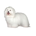 Coton de Tulear