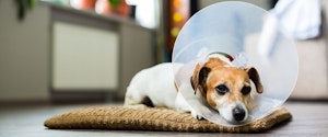 A dog with a cone on its head