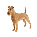 Irish Terrier dog