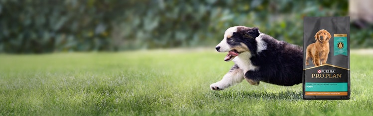 puppy landing main module c