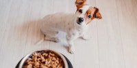 dog with a bowl of wet food in front of it looking up