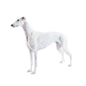 Greyhound dog