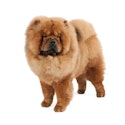 Chow Chow dog