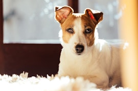 chien couché près de la fenêtre