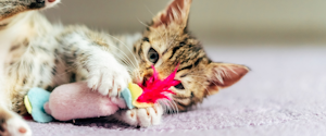 Kitten playing with a toy