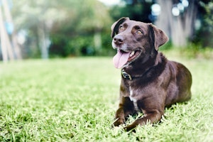 Dog lying down on grass