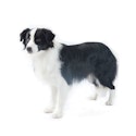 Border Collie dog