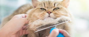 A cat being brushed under its chin