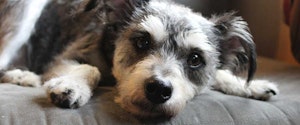 A grey dog laying on a couch