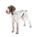 German Wirehaired Pointer dog