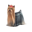 Yorkshire Terrier dog