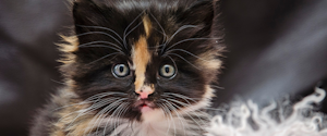 Black, brown and grey kitten with blue eyes looking at the camera