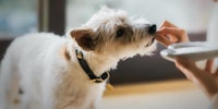 dog eating a treat from owner's hand