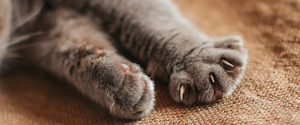 Grey cat paws