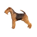 Welsh Terrier dog