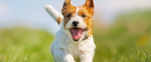 Un chien qui court à l'extérieur