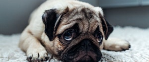 A pug looking at the camera