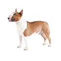 Bull Terrier dog