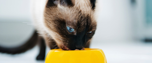 Un chat siamois mangeant dans un bol jaune