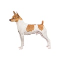 Toy Fox Terrier dog