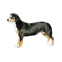 Entlebucher Mountain Dog 