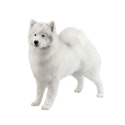 Samoyed dog