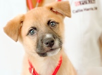 closeup of puppy at vet clinic