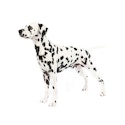 Dalmatian dog