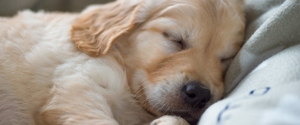 A Golden Retriever puppy sleeping