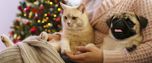 Un propriétaire tenant chat et chien avec arbre de Noël en arrière-plan