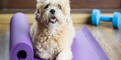 Un petit chien assis sur un tapis de yoga